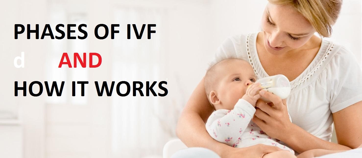 Phases of IVF and How it Works