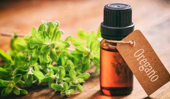 Oregano Essential Oil: Here is How It Fights Against Bacterial Infections