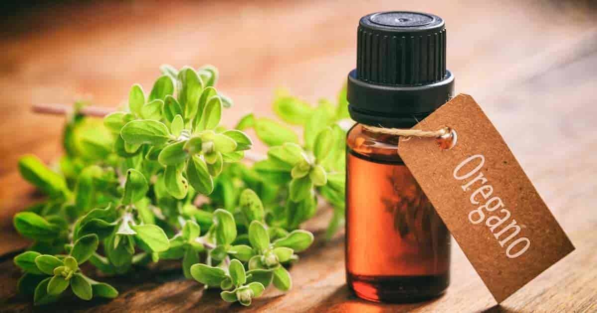 Oregano Essential Oil: Here is How It Fights Against Bacterial Infections