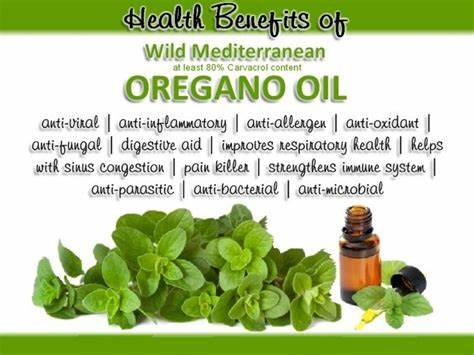 8 Important Health Benefits of Oil Of Wild Oregano