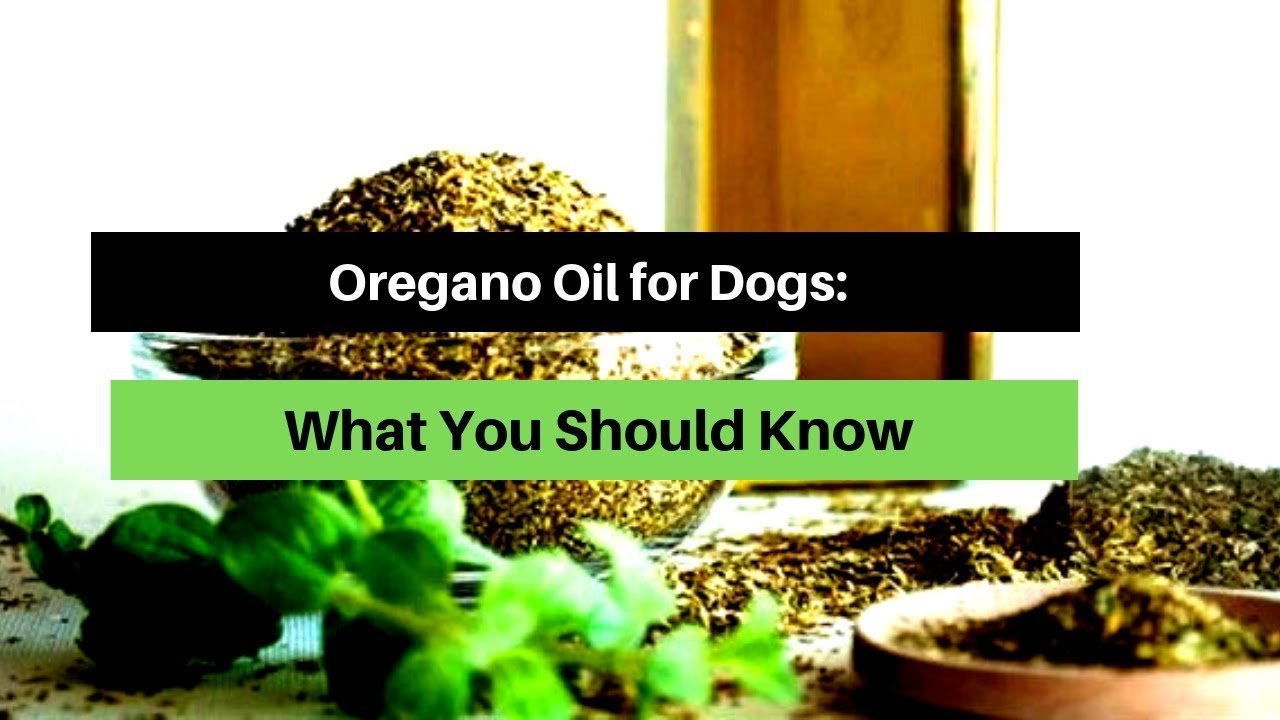 Oregano Oil for Dogs